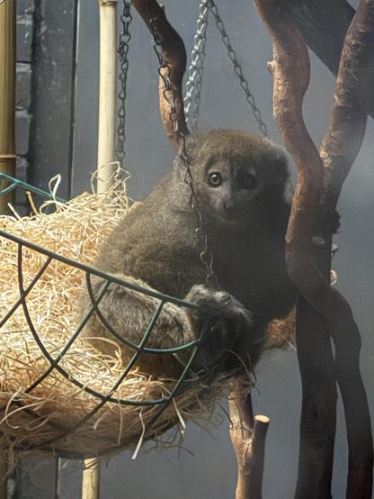 A tiny baby gentle lemur sitting in a little basket of straw, looking at you with his tiny little eyes.