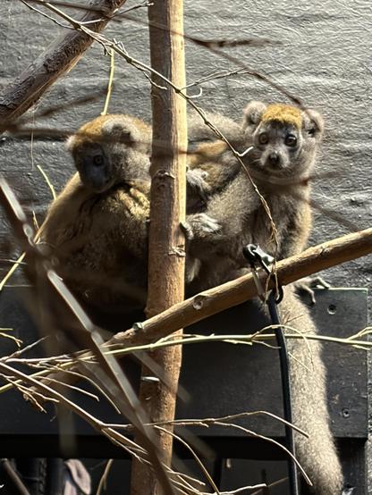 Two adult gentle lemur brothers cuddled up on a branch together because it’s a chilly day. They look at the viewer with soft, beseeching eyes.